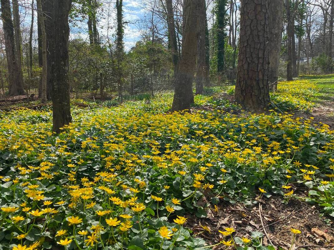 A blanket of yellow flowers covers a wooded lawn.