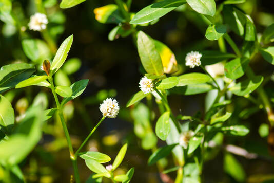 Alligator weed, with small, white, clover-like flower clusters and bright green, smooth, glossy leaves and stems.